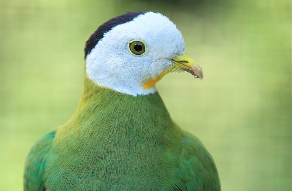 Headshot of a Black-naped Fruit Dove