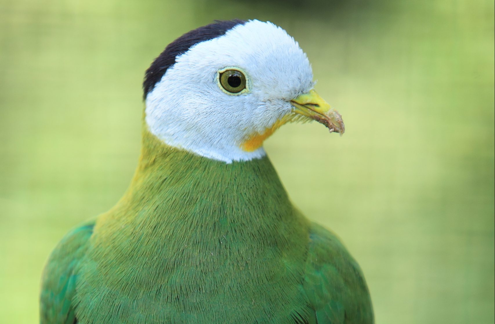 Headshot of a Black-naped Fruit Dove