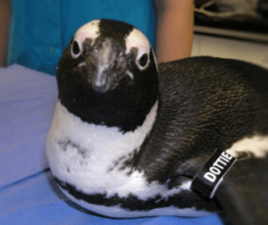 penguin looking at camera