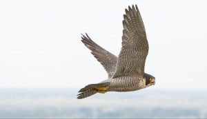 Peregrine Falcon flying in the sky