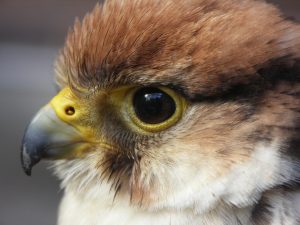 A headshot of a falcon