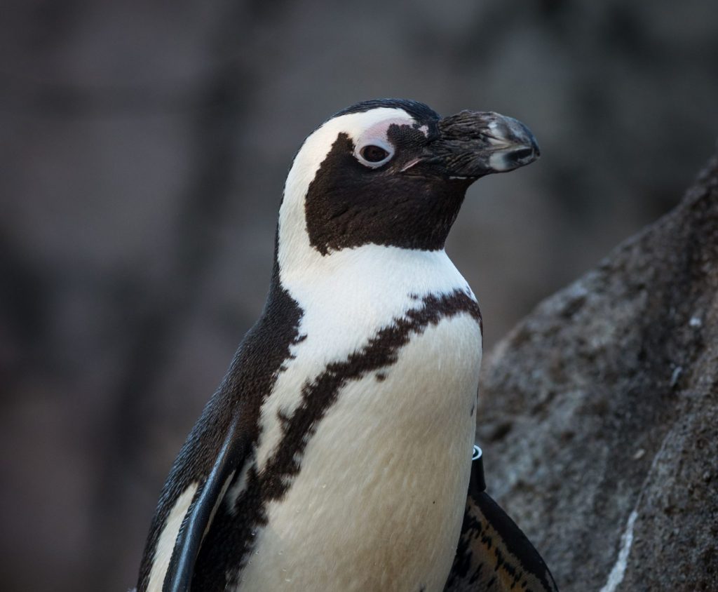 Headshot of an African Penguin