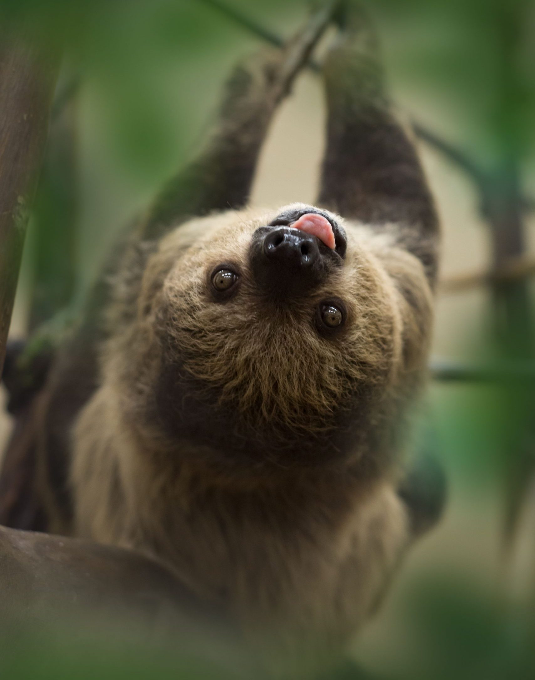 A Linnaeus's Two-toed Sloth handing upside down on a branch sticking its tongue out