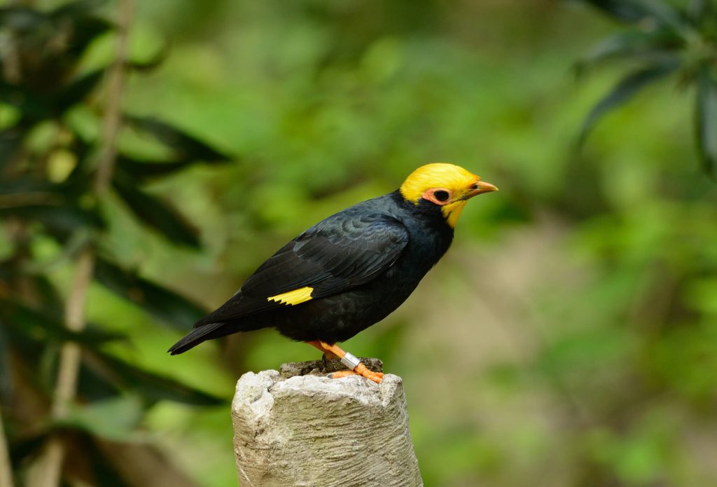 Golden-crested Myna perched on a wooden stump