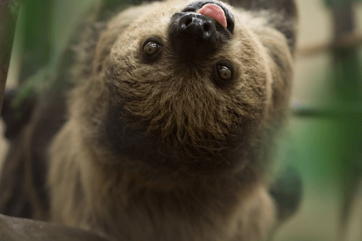 A Linnaeus’s Two-Toed Sloth hanging upside-down from a tree branch with its tongue sticking out