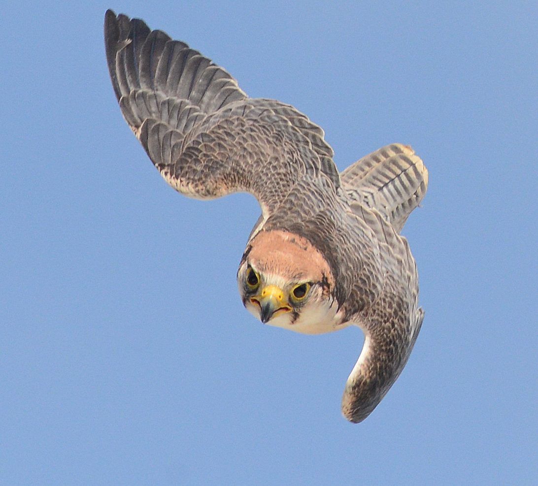 Lanner Falcon flying in the sky