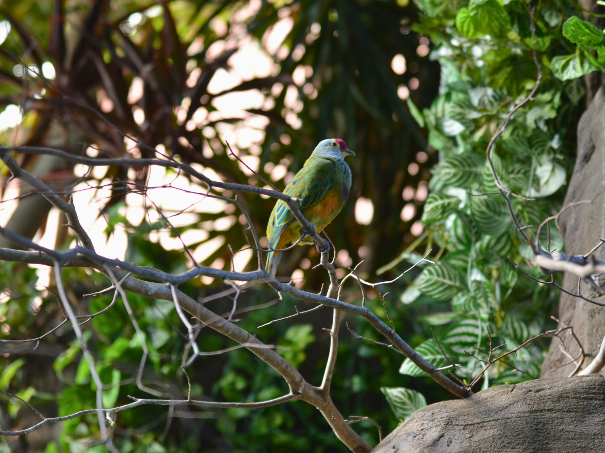 Mariana Fruit Dove on the branch of a tree in the Tropical Rainforest