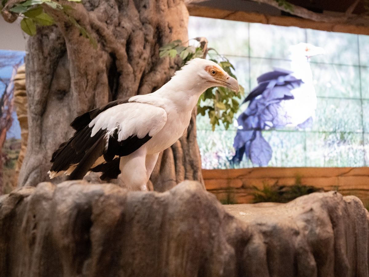 Palm-nut Vulture