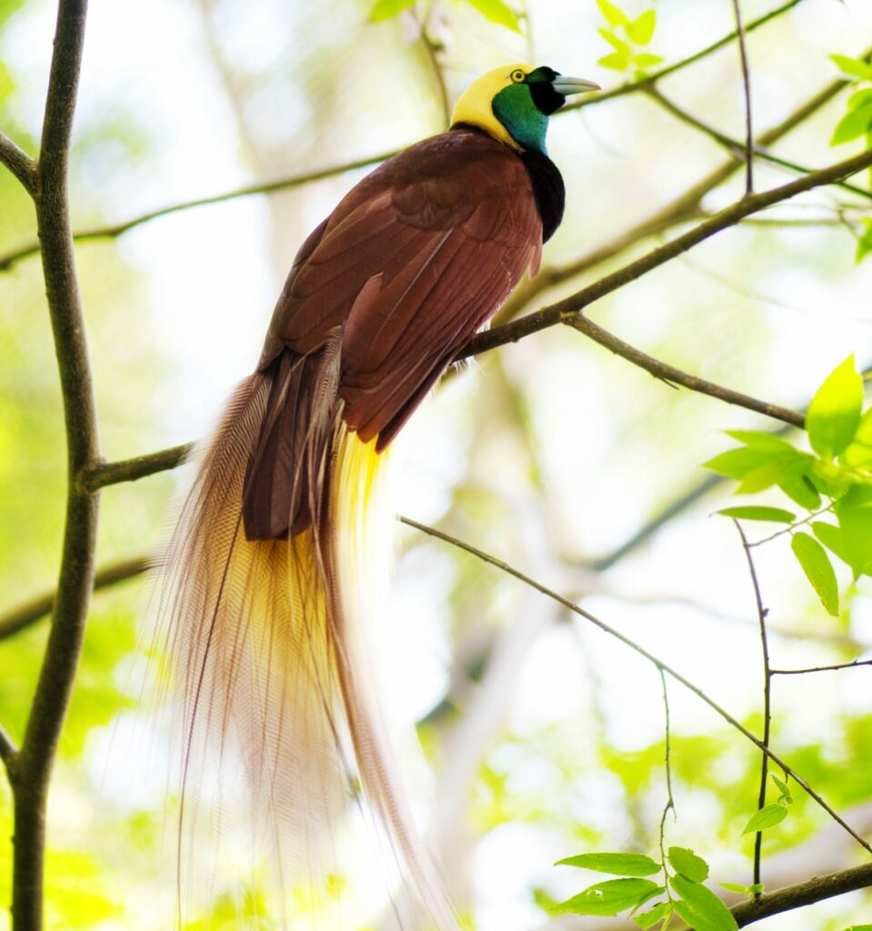 Male Lesser Bird-Of-Paradise perched on a branch