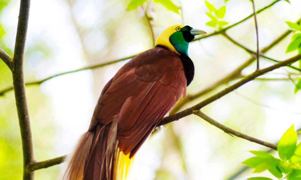 Male Lesser Bird-of-Paradise perched on a branch