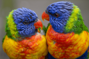 Two Rainbow Lorikeets looking at each other