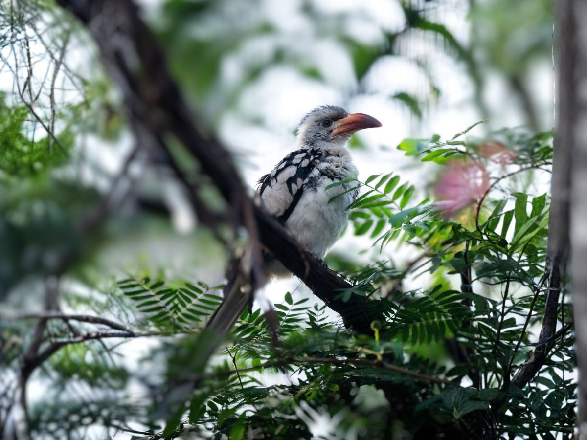 Red-billed Hornbill in a tree