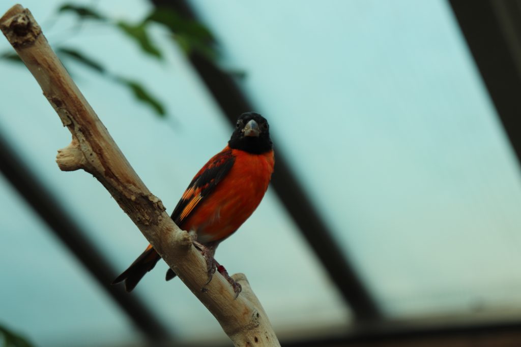 Red Siskin perched on a branch