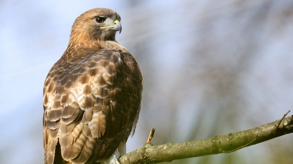 Red-tailed Hawk perched on a branch