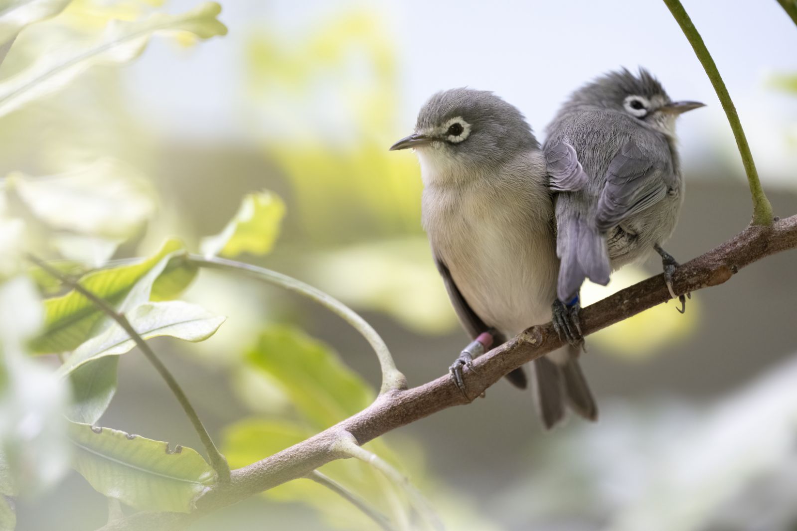 Two Saipan White-eyes sitting next to each other a branch