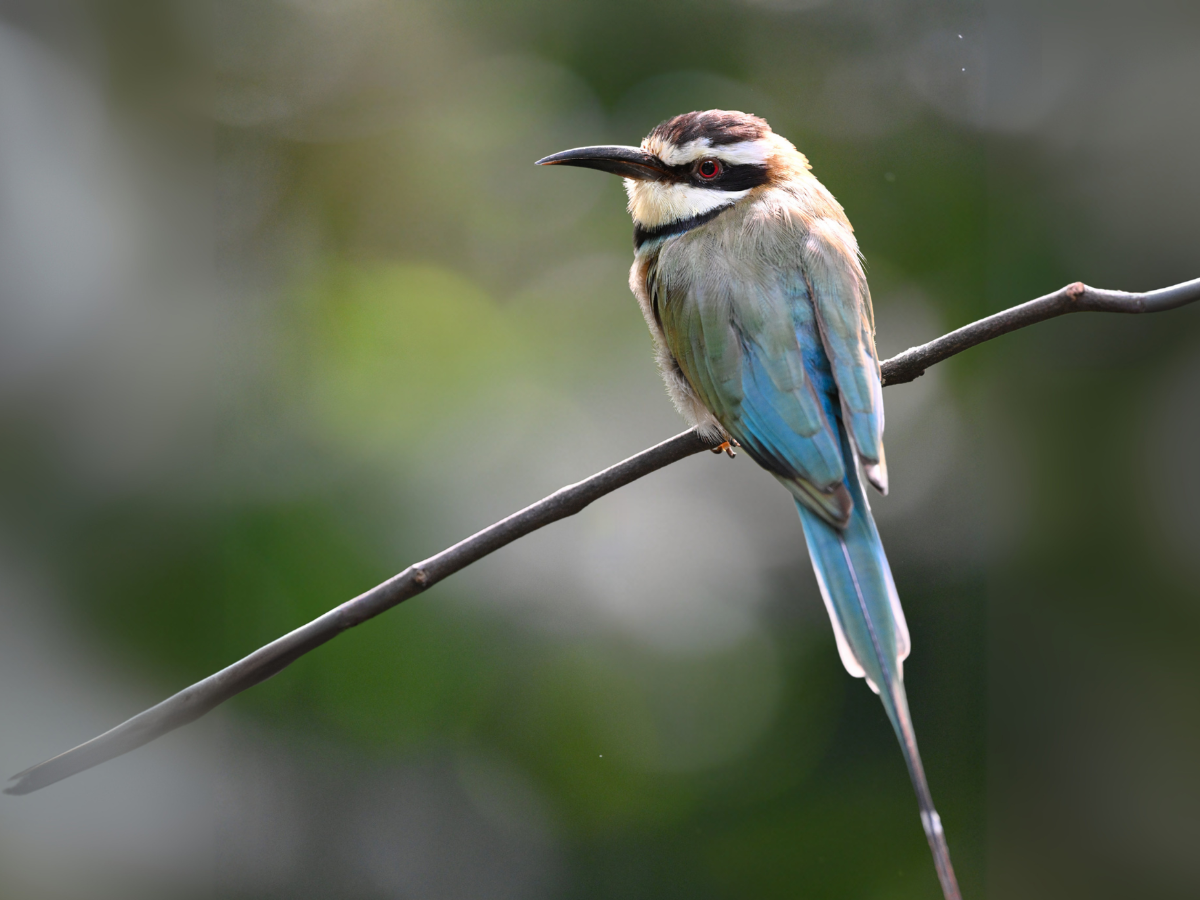 White-throated Bee eater on a small branch