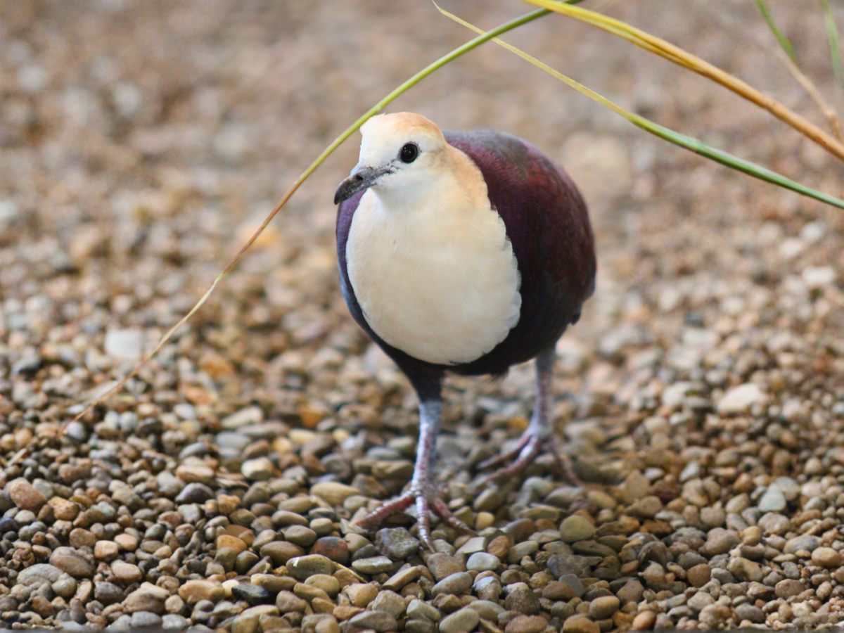 White-throated Ground Dove walking across gravel