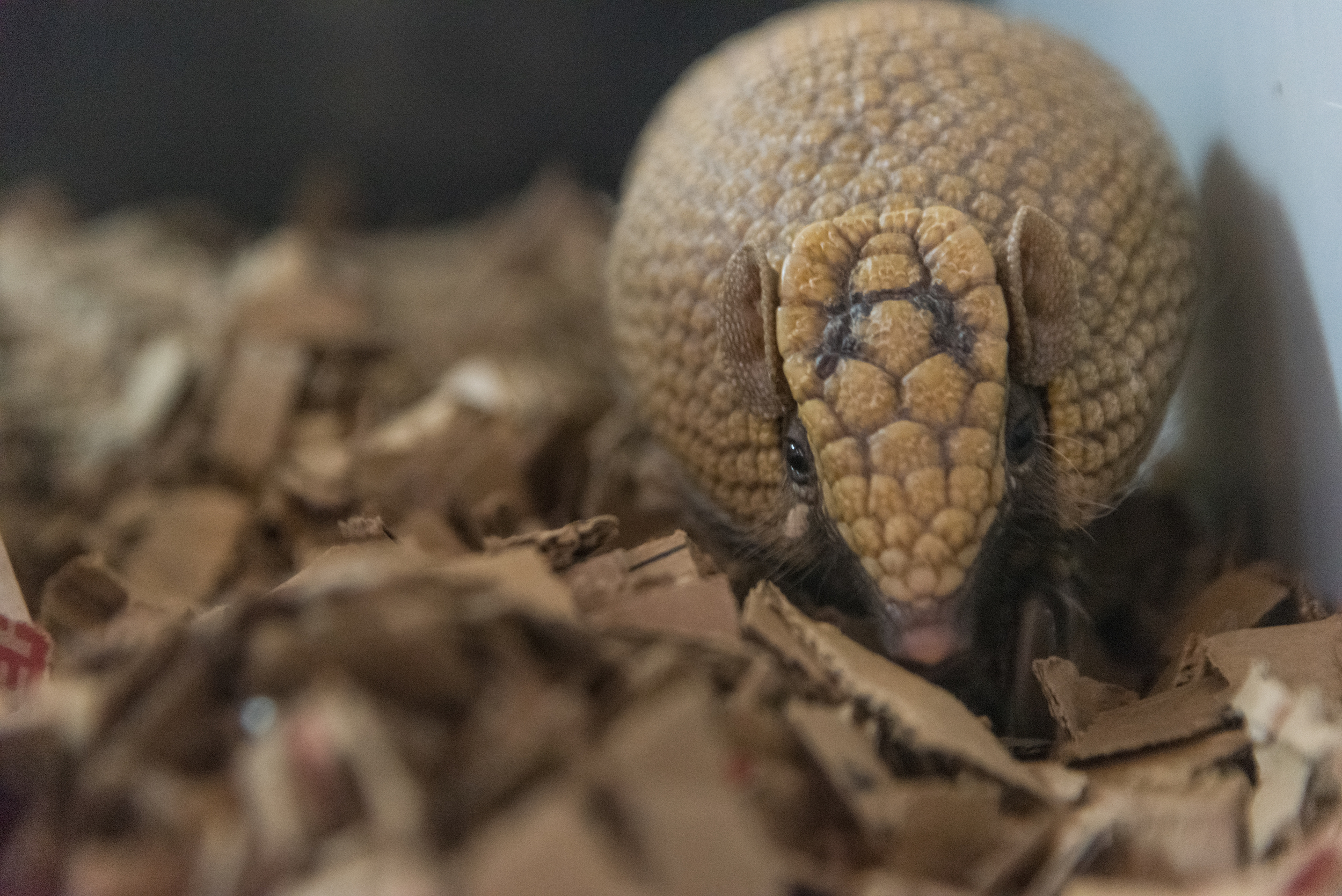 Southern Three-banded Armadillo