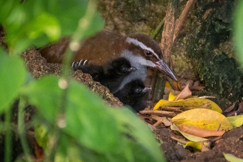 Two small, fuzzy Guam Rail chicks are tended to by a parent in the Tropical Rainforest at the National Aviary.