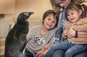 A woman, a young boy and girl, smiling at an African Penguin that is standing on a table