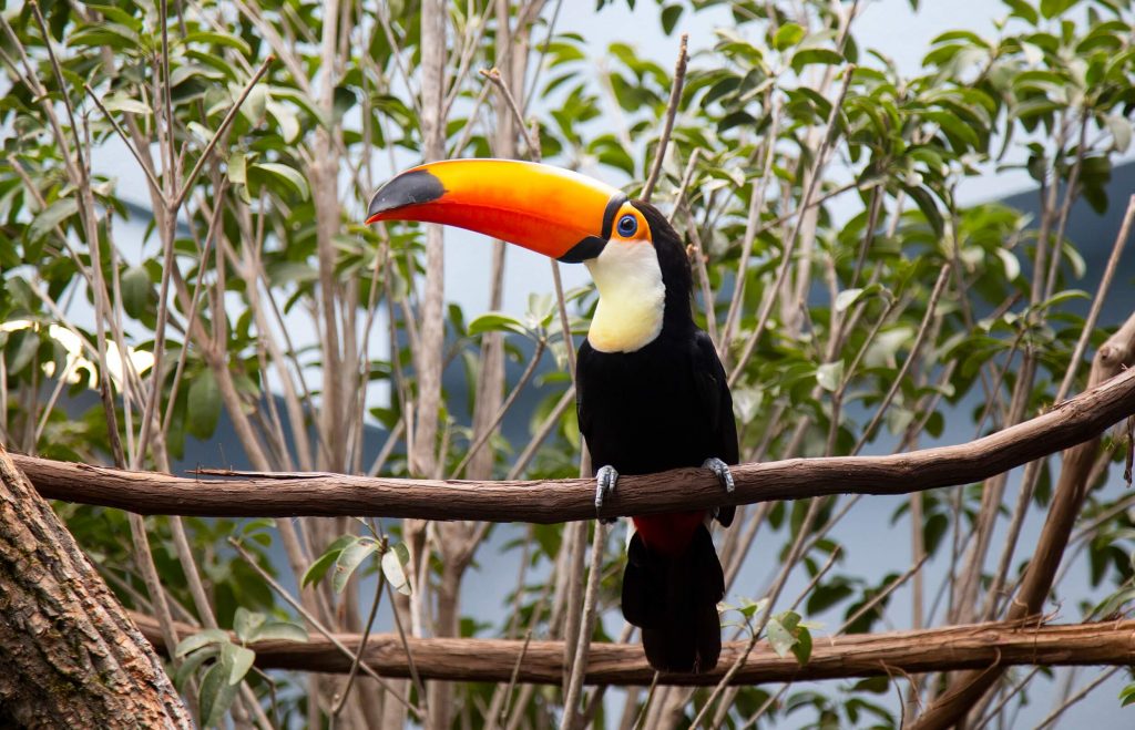 Toco Tucan perched on a branch