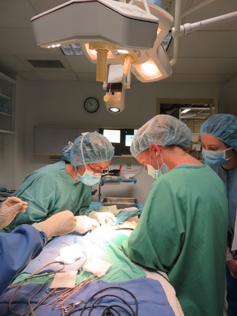 Veterinarians perform a delicate procedure on a small tanager