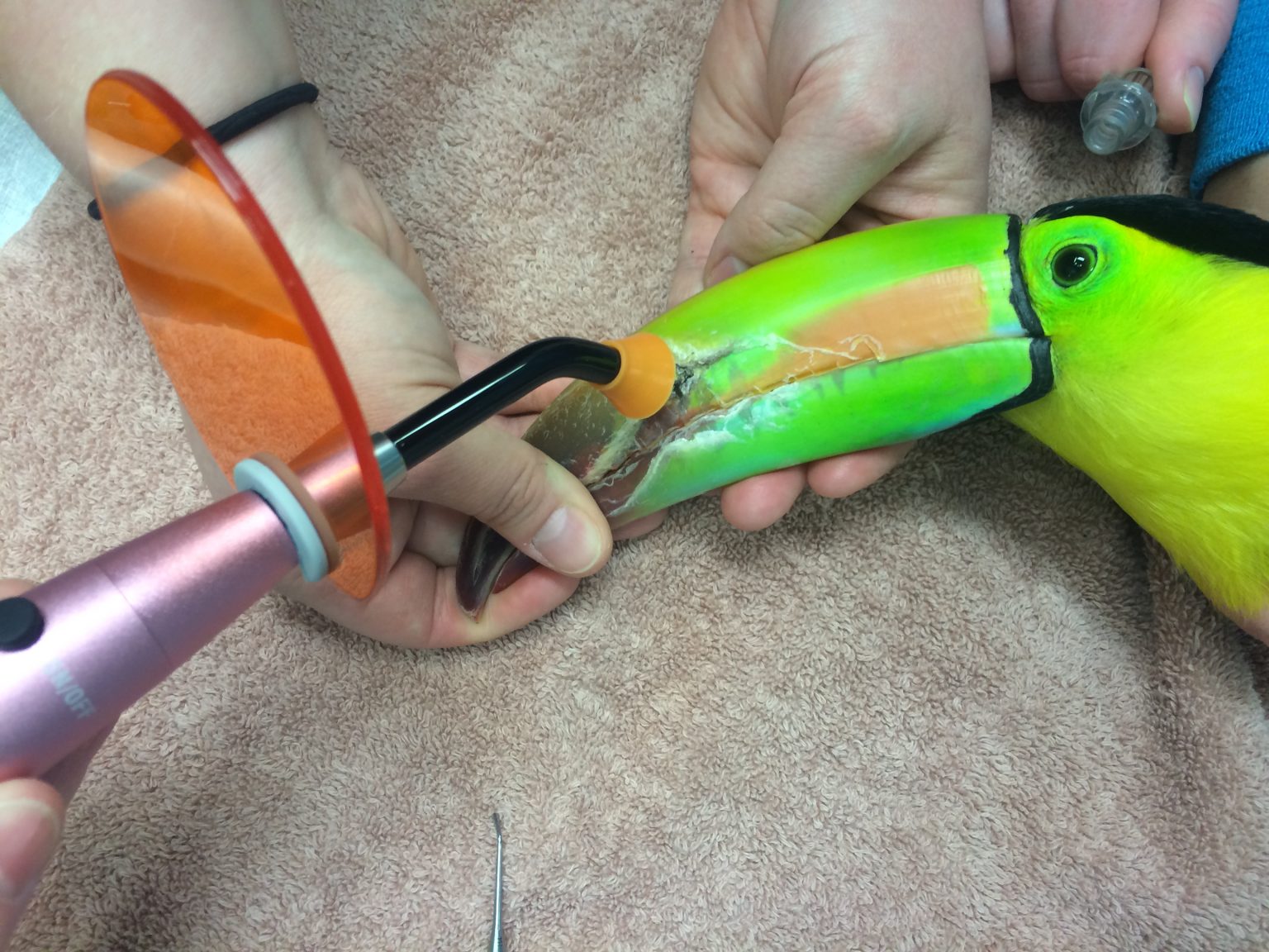 Customized Medicine National Aviary