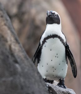 An African Penguin standing on a rock in Penguin Point at the National Aviary