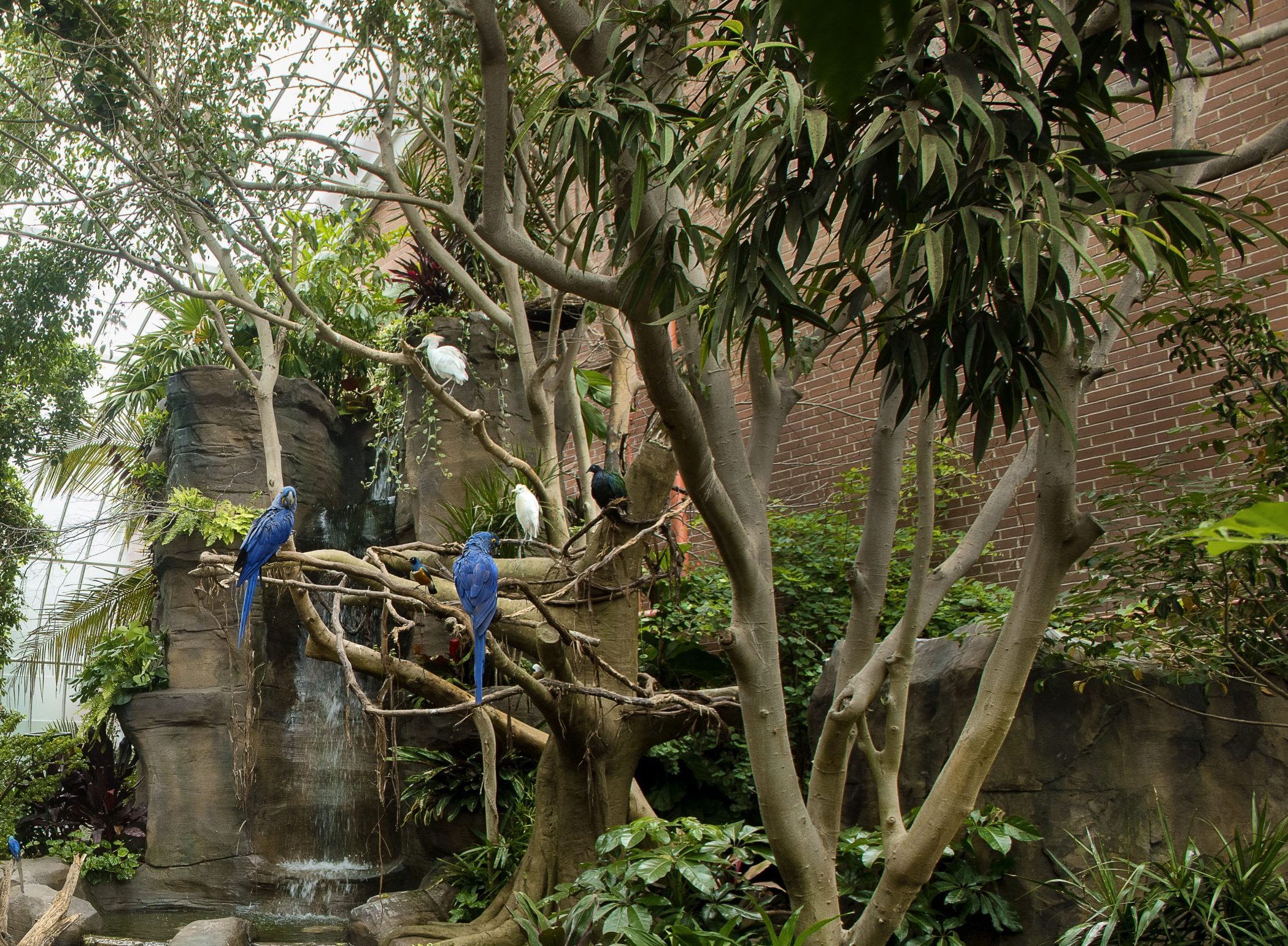 Several types of birds perched on tree branches in front of the waterfall in the Tropical Rainforest at the National Aviary