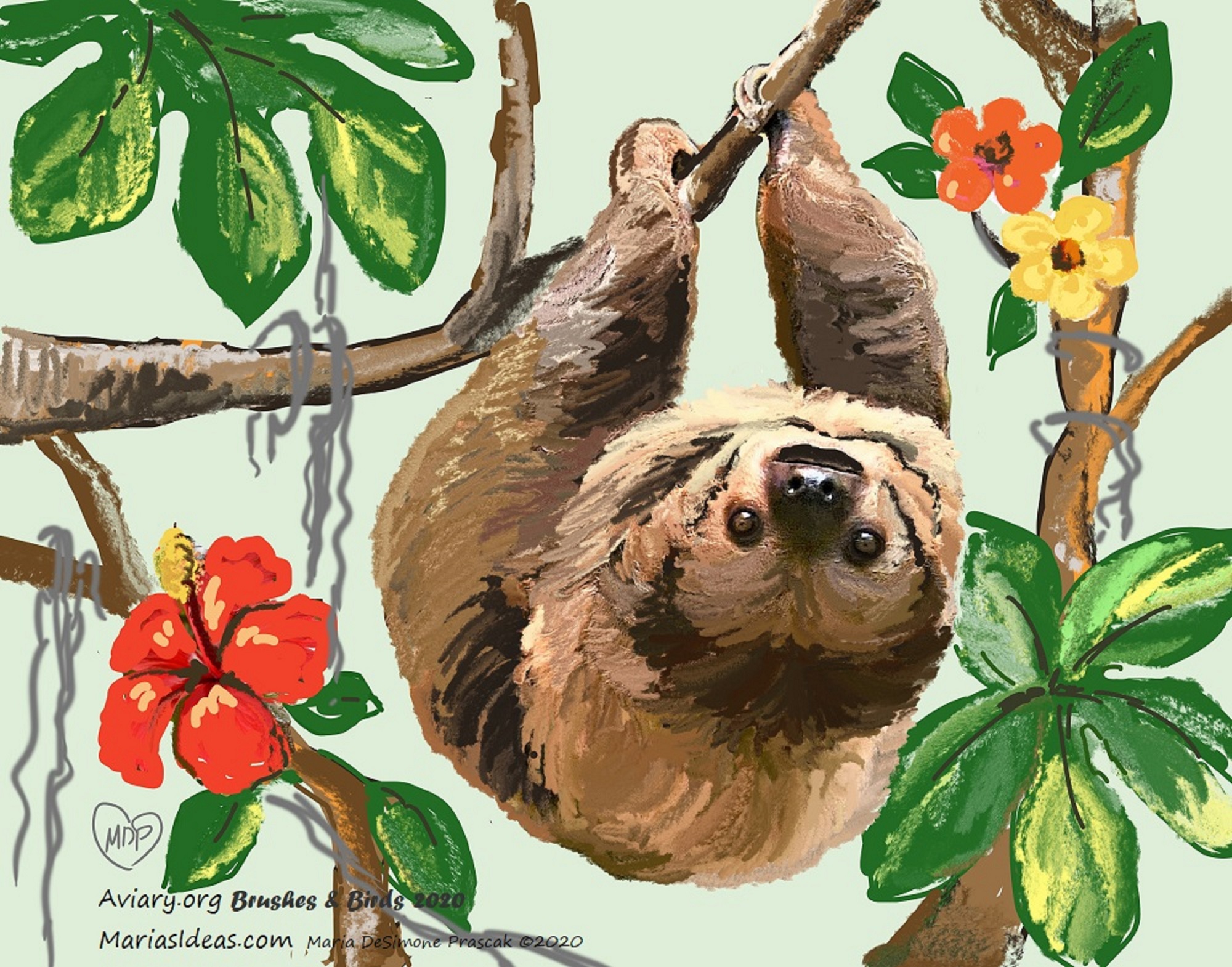 Painting of a Linnaeus's Two-toed Sloth by Maria DeSimone Pracsak
