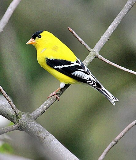 an American Goldfinch perched on a branch