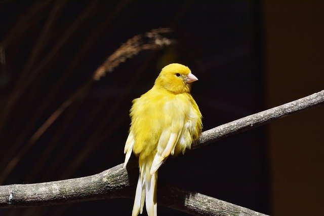 canary.contestimg./api/webimage/61bc003cd5