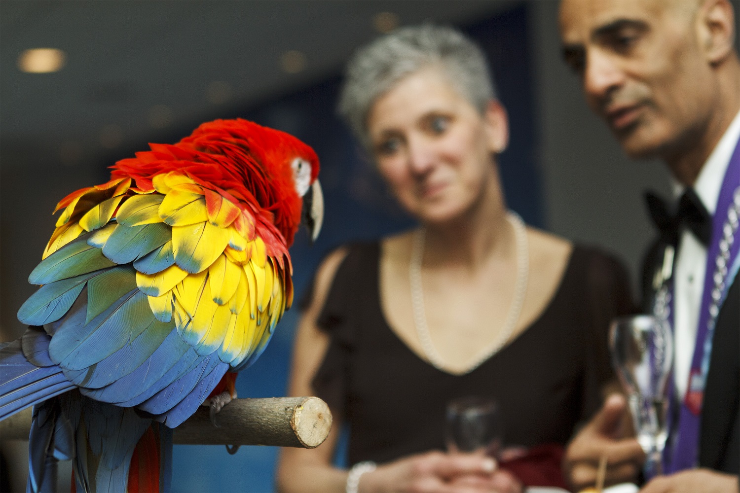 A man and woman looking at a Scarlet Macaw perched on a stand