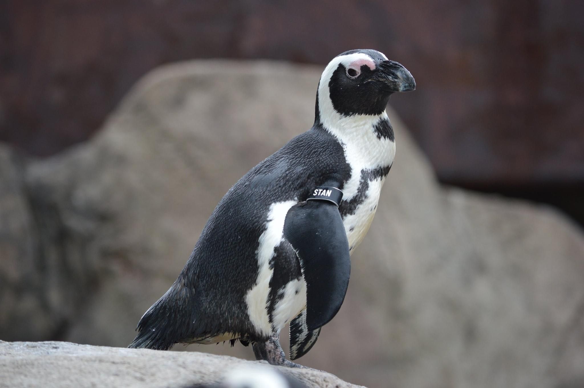 Penguin Encounter | National Aviary