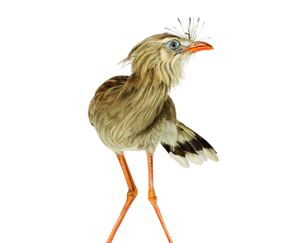 Red-legged Seriema