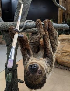 A Linnaeus's Two-toed sloth hanging upside down holding a paint brush