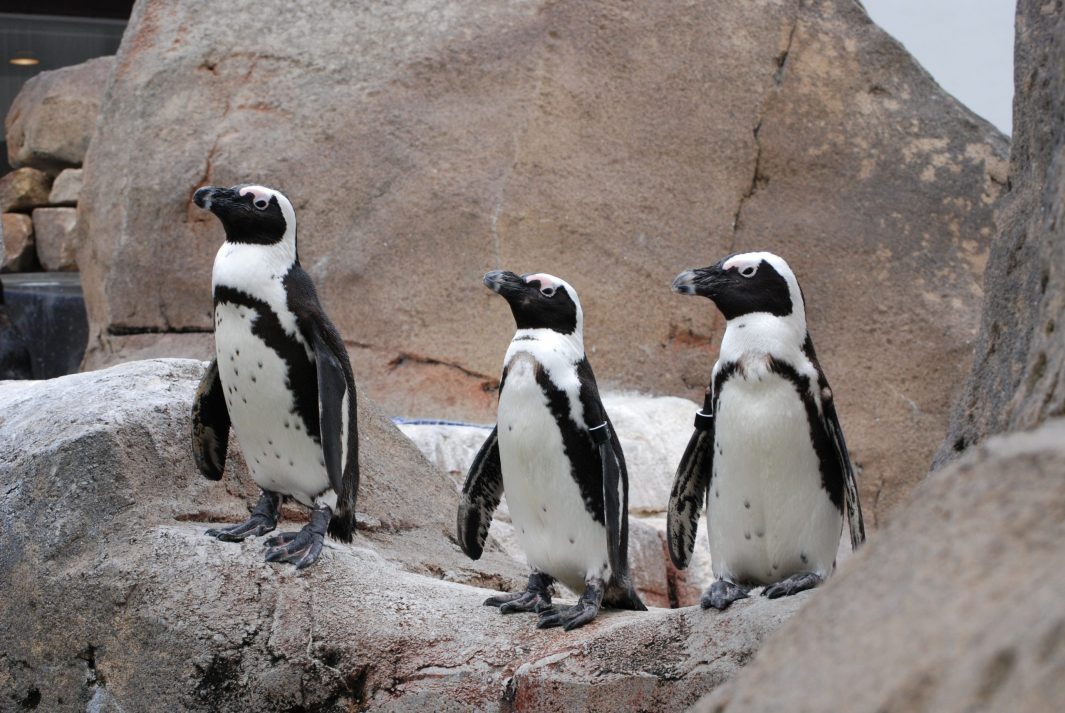 Three African Penguins standing on a rock structure