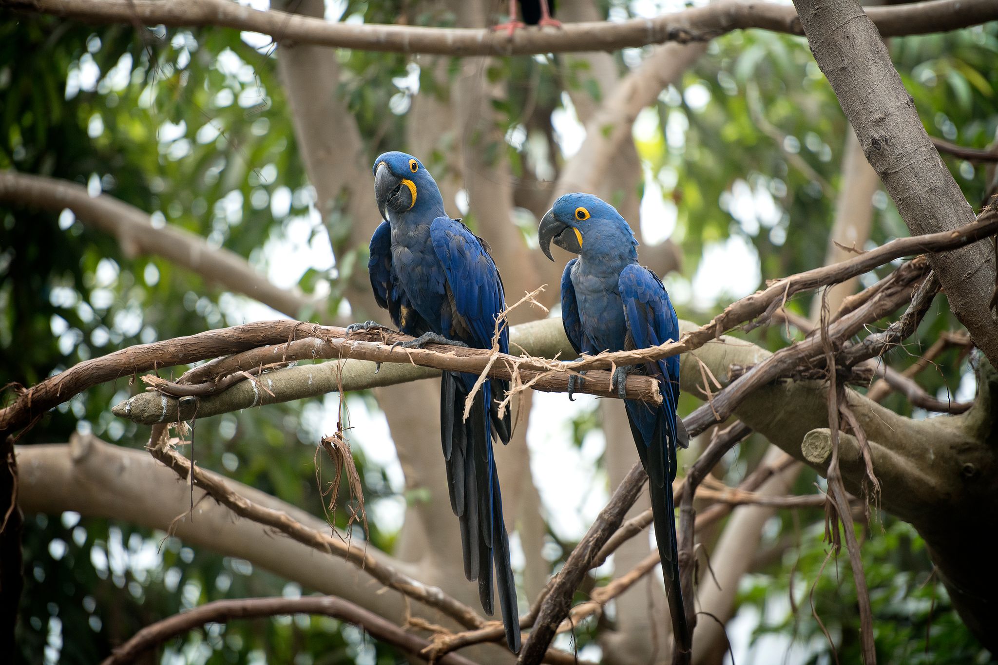 Two Hyacinth Macaws perched on a branch