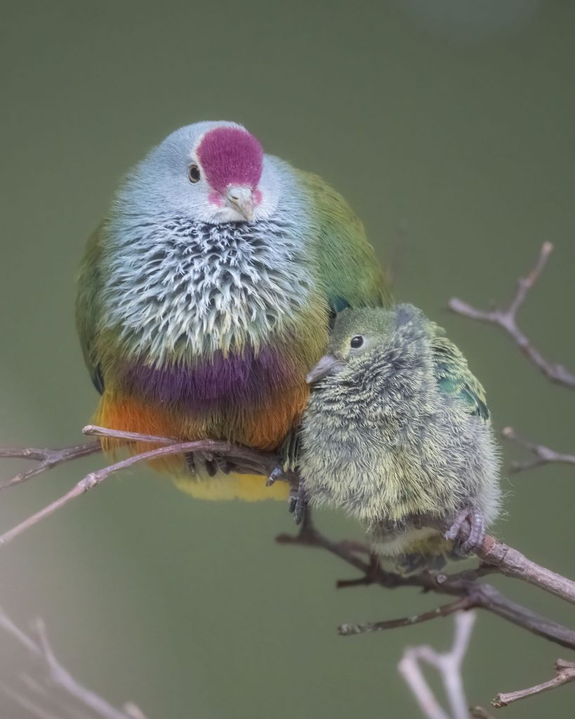 A Mariana Fruit-Dove and its chick