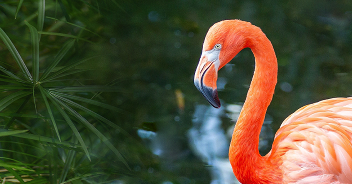 Flamingo Fest National Aviary