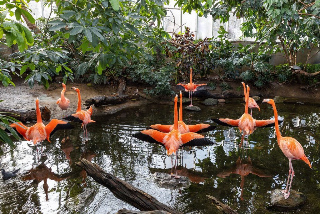 Flock of flamingos with wings outstretched in the Wetlands