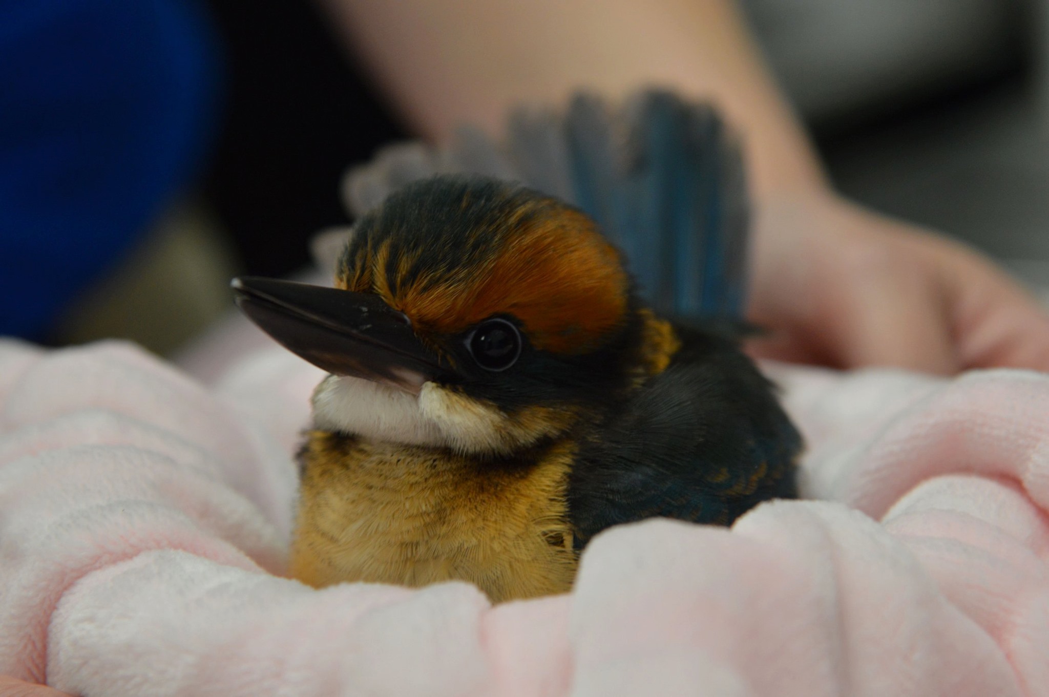 Guam Kingfisher chick on a blanket