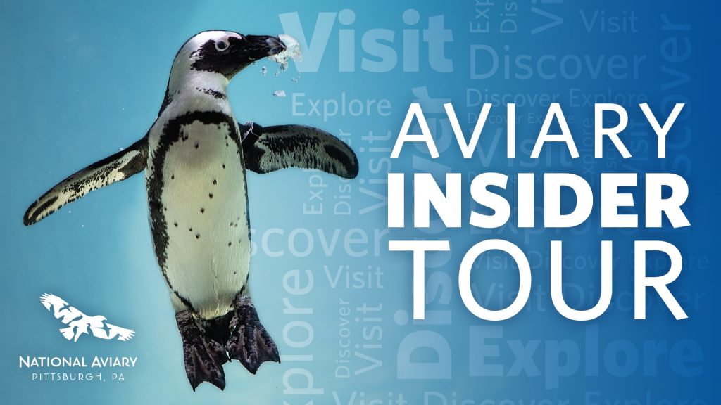 Aviary Insider Tour Cover Photo with Penguin and Logo