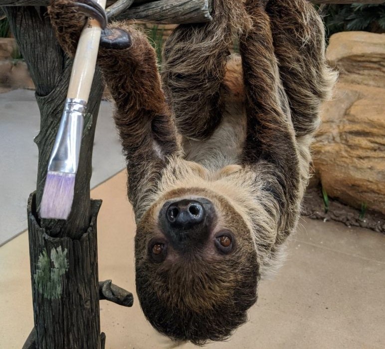 Valentino the Sloth hanging upside down holding a paintbrush