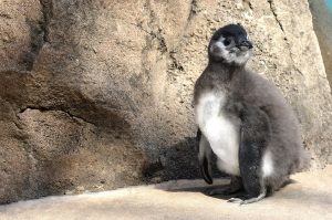 African Penguin chick standing in front of rocks