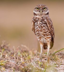 A Burrowing Owl