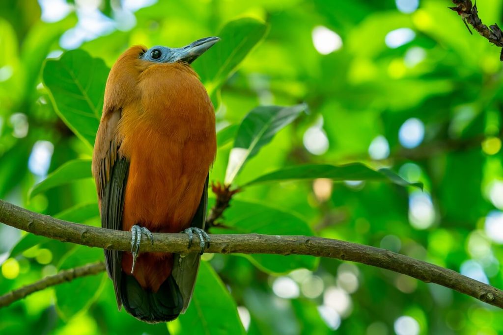 A Capuchinbird perched in a tree
