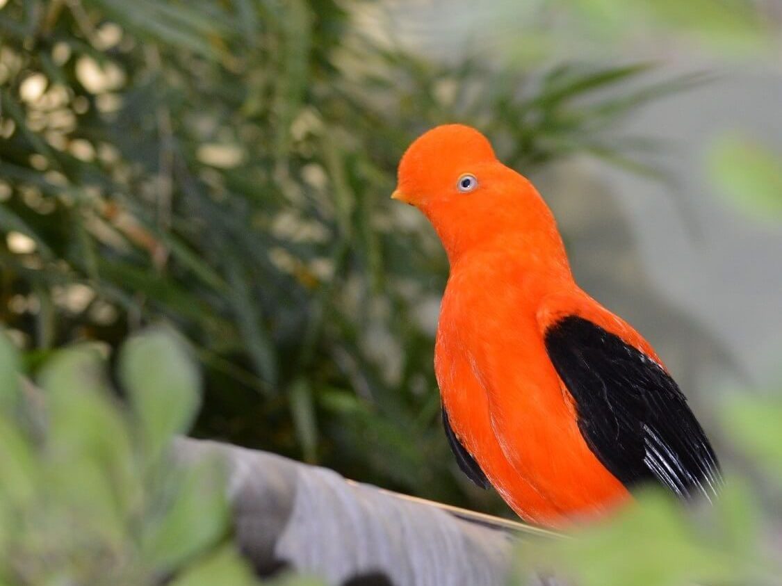 A male Andean Cock-of-the-Rock perched on a branch