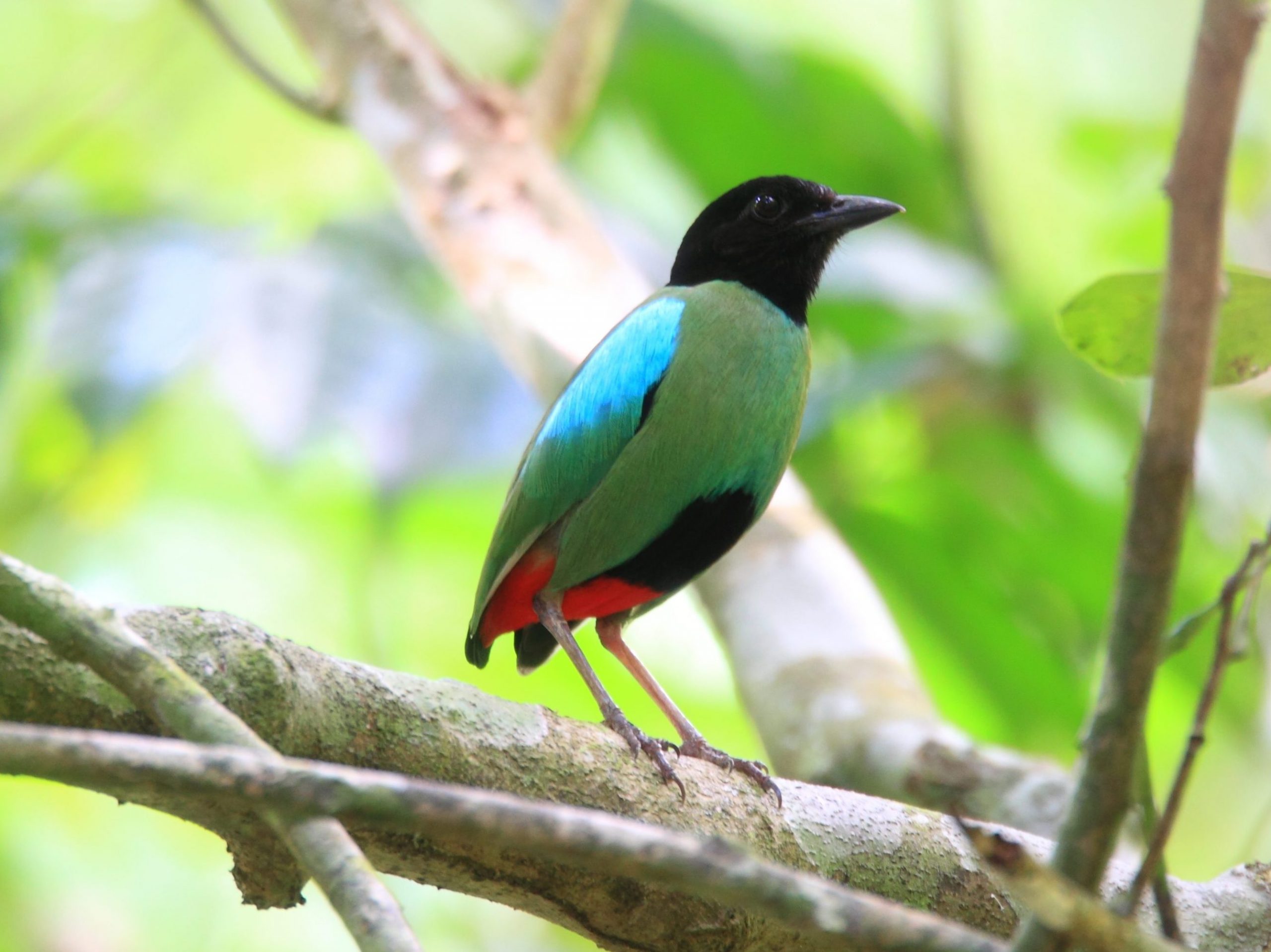 Hooded Pita perched on a branch