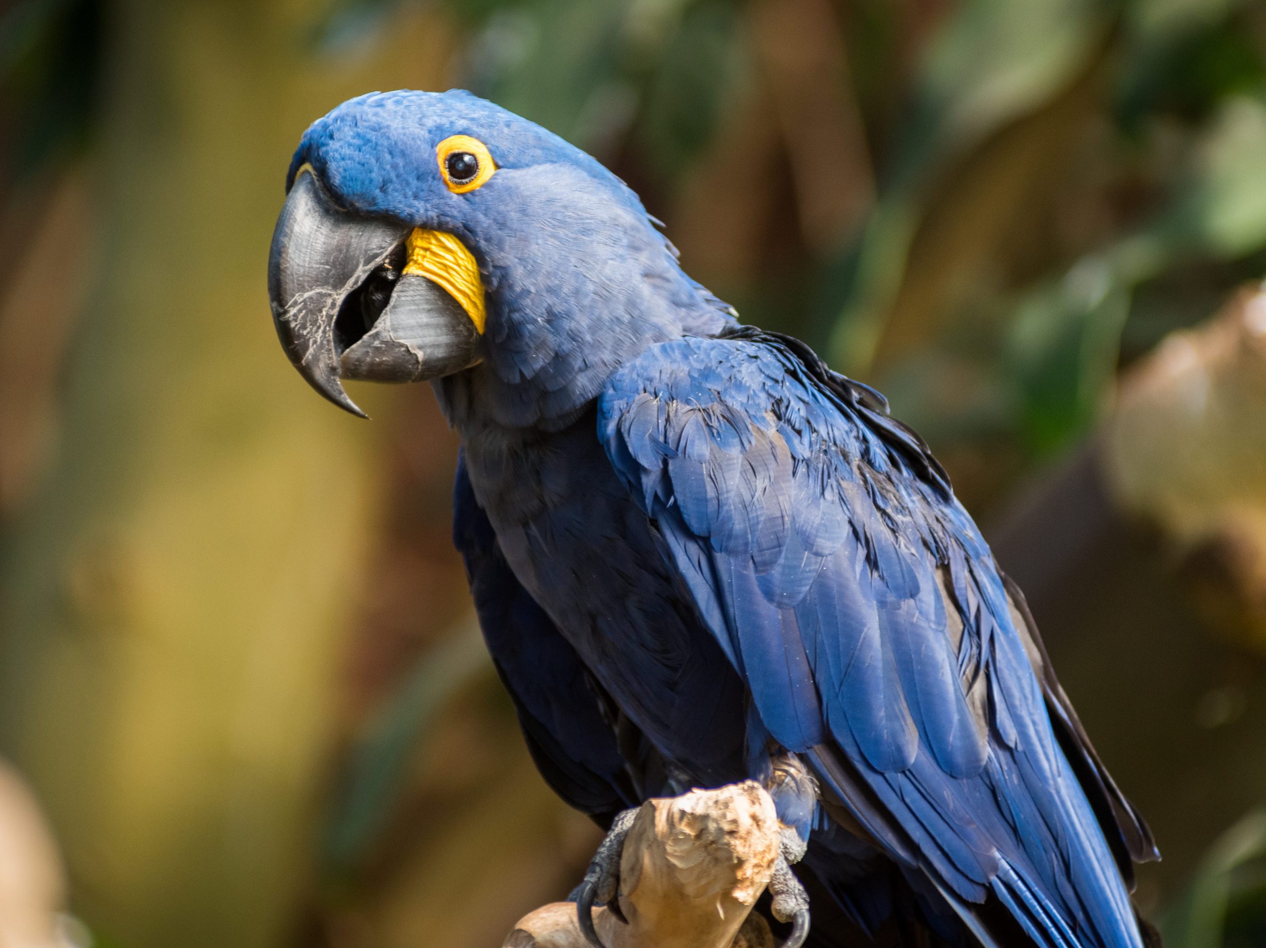 Hyacinth Macaw perched on a branch